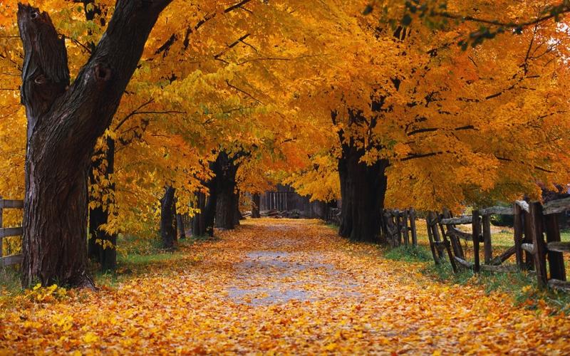 Windows经典深度壁纸去哪下载?-第2张图片-99系统专家 Windows经典深度壁纸去哪下载?-第2张图片-99系统专家